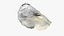 Ostrica metà superiore 01
