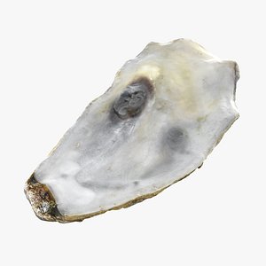 Top Half Oyster 01