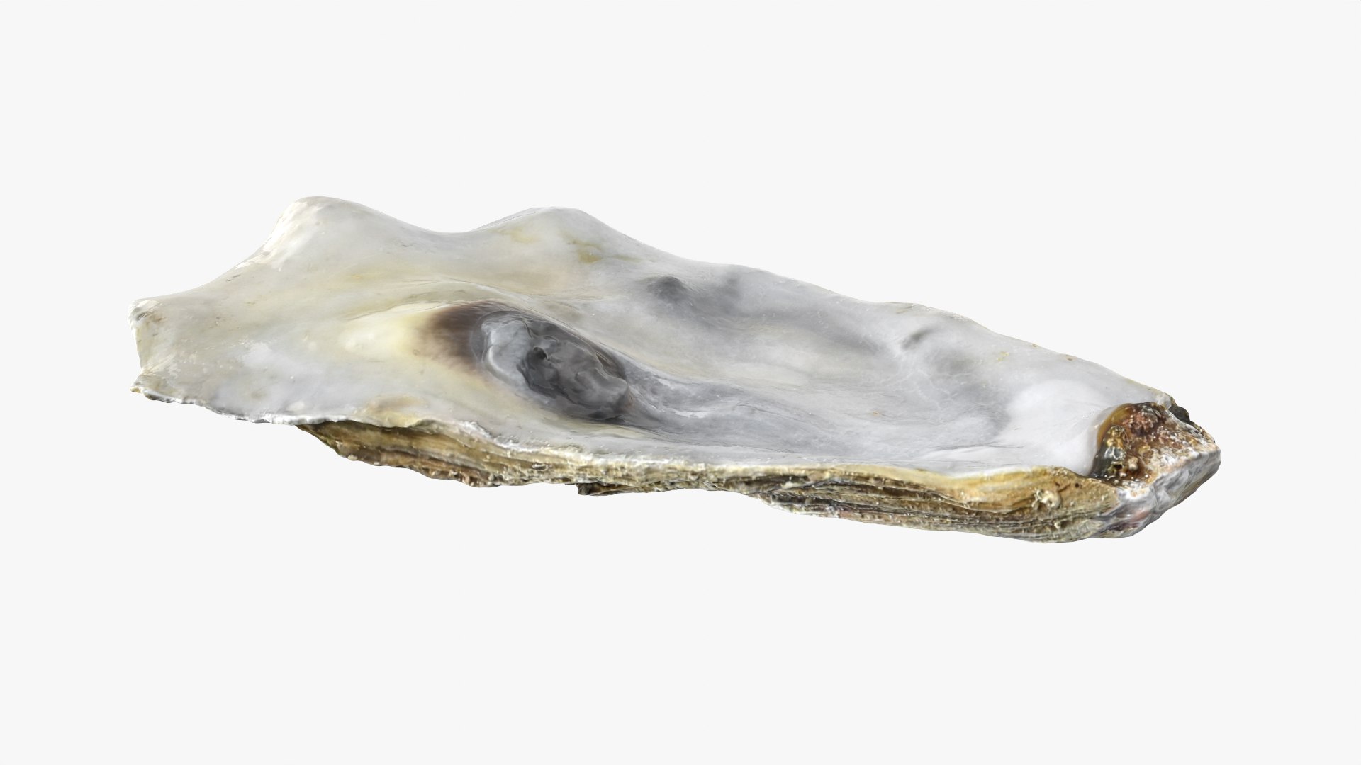 Top Half Oyster 01 3D model https://p.turbosquid.com/ts-thumb/yY/OpCg6k/ax/t_halfoyster01_0002/png/1750408407/1920x1080/fit_q87/4e66177a575a76dbe766a77e31c1ceb06947b69f/t_halfoyster01_0002.jpg