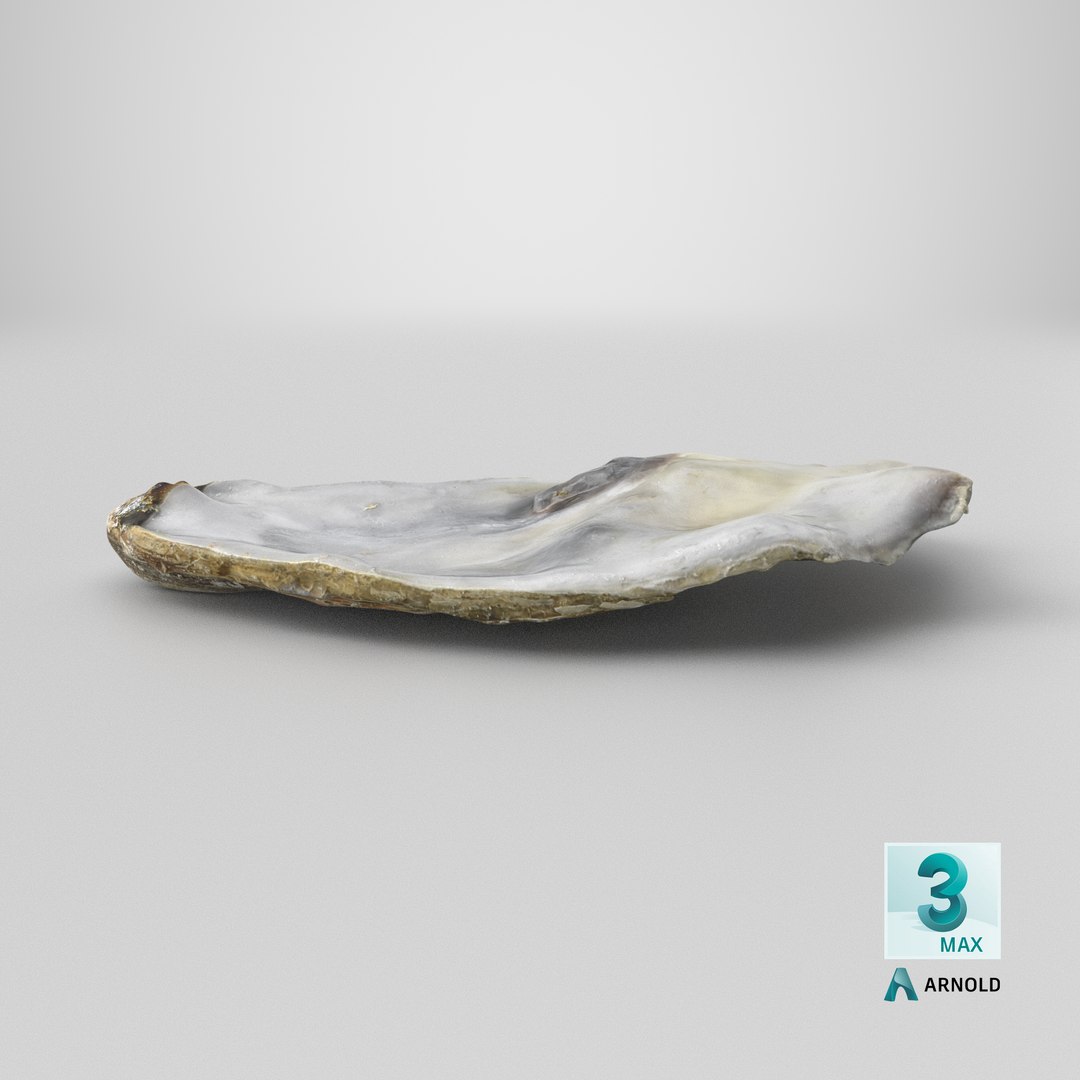 Top Half Oyster 01 3D model https://p.turbosquid.com/ts-thumb/yY/OpCg6k/bp/stemcell_max_arnold_render/png/1750730982/1920x1080/fit_q87/58af57da92bf45927e9690580982cb5f854f9c8b/stemcell_max_arnold_render.jpg