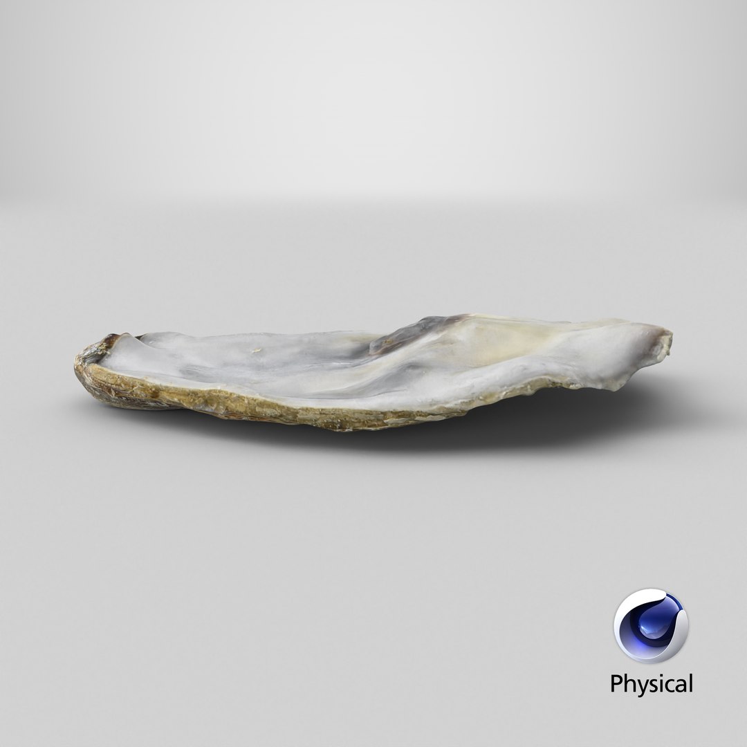 Top Half Oyster 01 3D model https://p.turbosquid.com/ts-thumb/yY/OpCg6k/td/stemcell_cinema_4d_physical_render/png/1750730979/1920x1080/fit_q87/96561fa5812669338fd3055cab0a71f1a9941366/stemcell_cinema_4d_physical_render.jpg