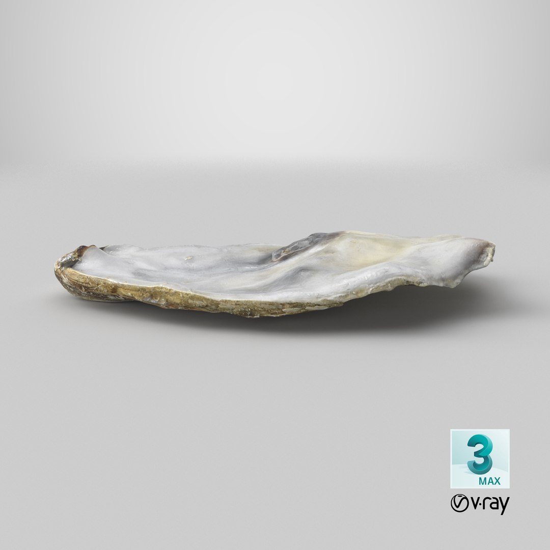 Top Half Oyster 01 3D model https://p.turbosquid.com/ts-thumb/yY/OpCg6k/y5/stemcell_max_vray_render/png/1750730980/1920x1080/fit_q87/3a0f7105bb60ead80c8fcffa544afd7ef52fad85/stemcell_max_vray_render.jpg
