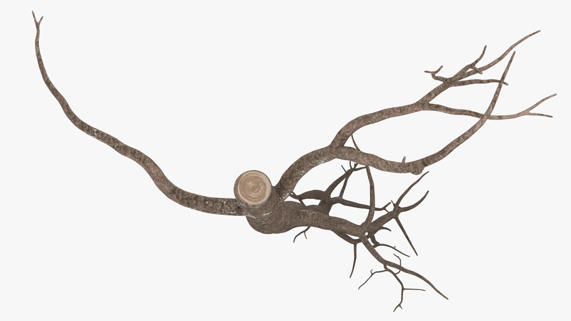 Tree Root 01 3D Model - TurboSquid 2139556