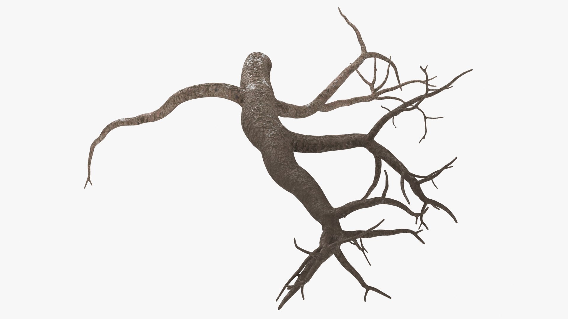Tree Root 01 3D Model - TurboSquid 2139556