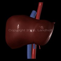 Liver v2.0