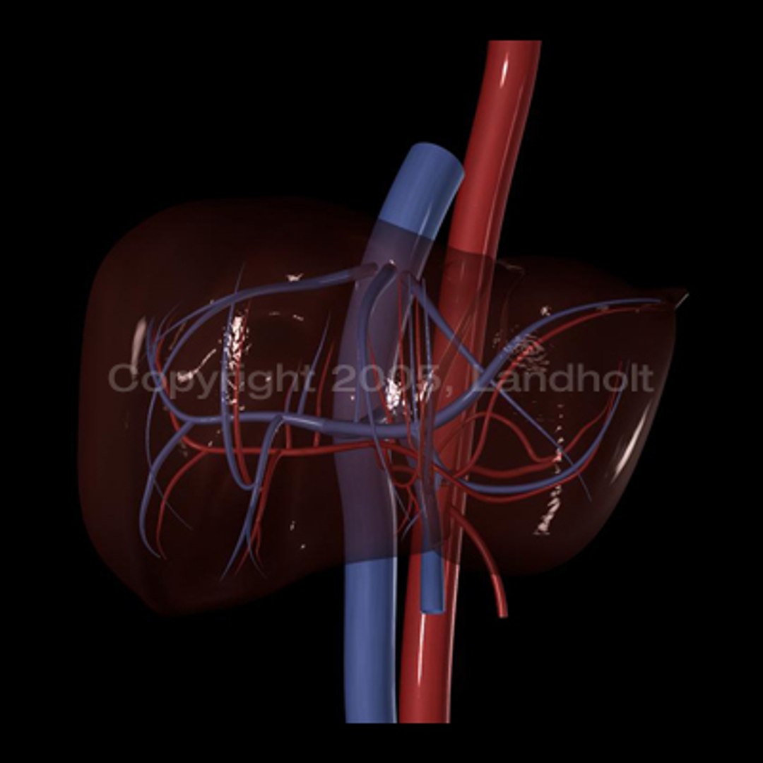 anatomically liver 3d model