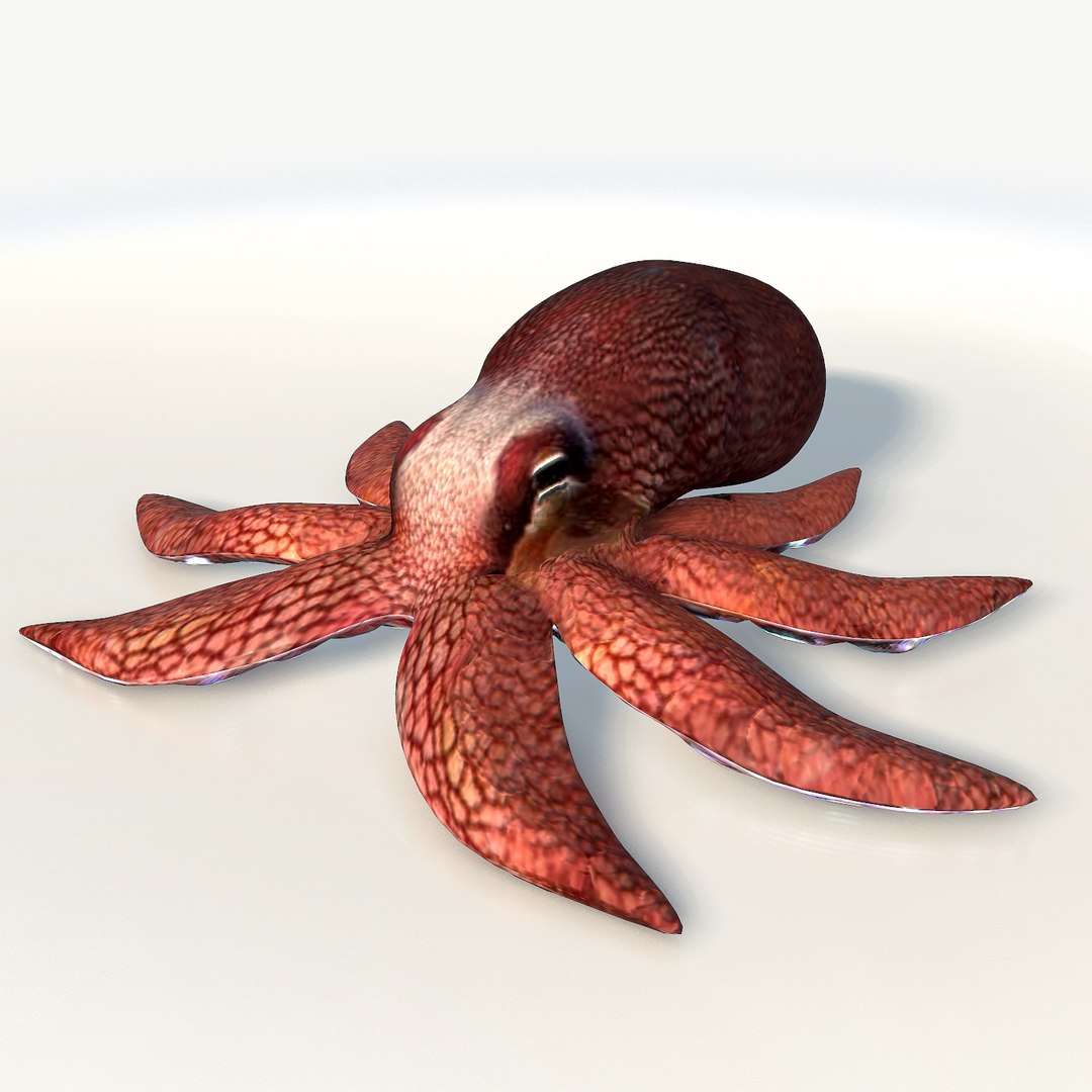 3d Coconut Squid Ready Model