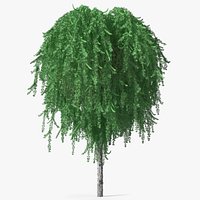 Larix Kaempferi Stiff Weeper
