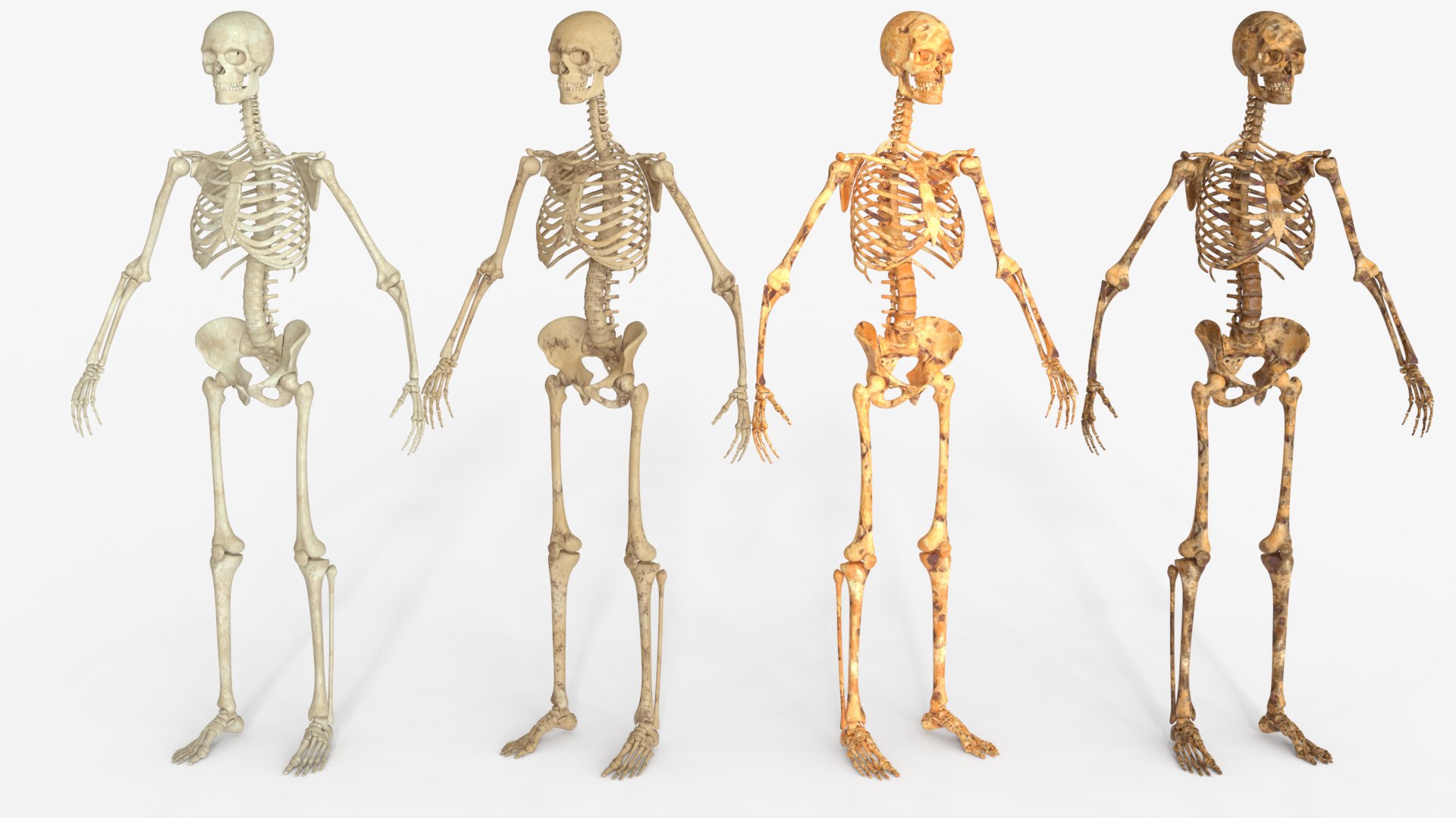 Realistic Human Skeleton 2 Multiple Variations Model - TurboSquid 2570928