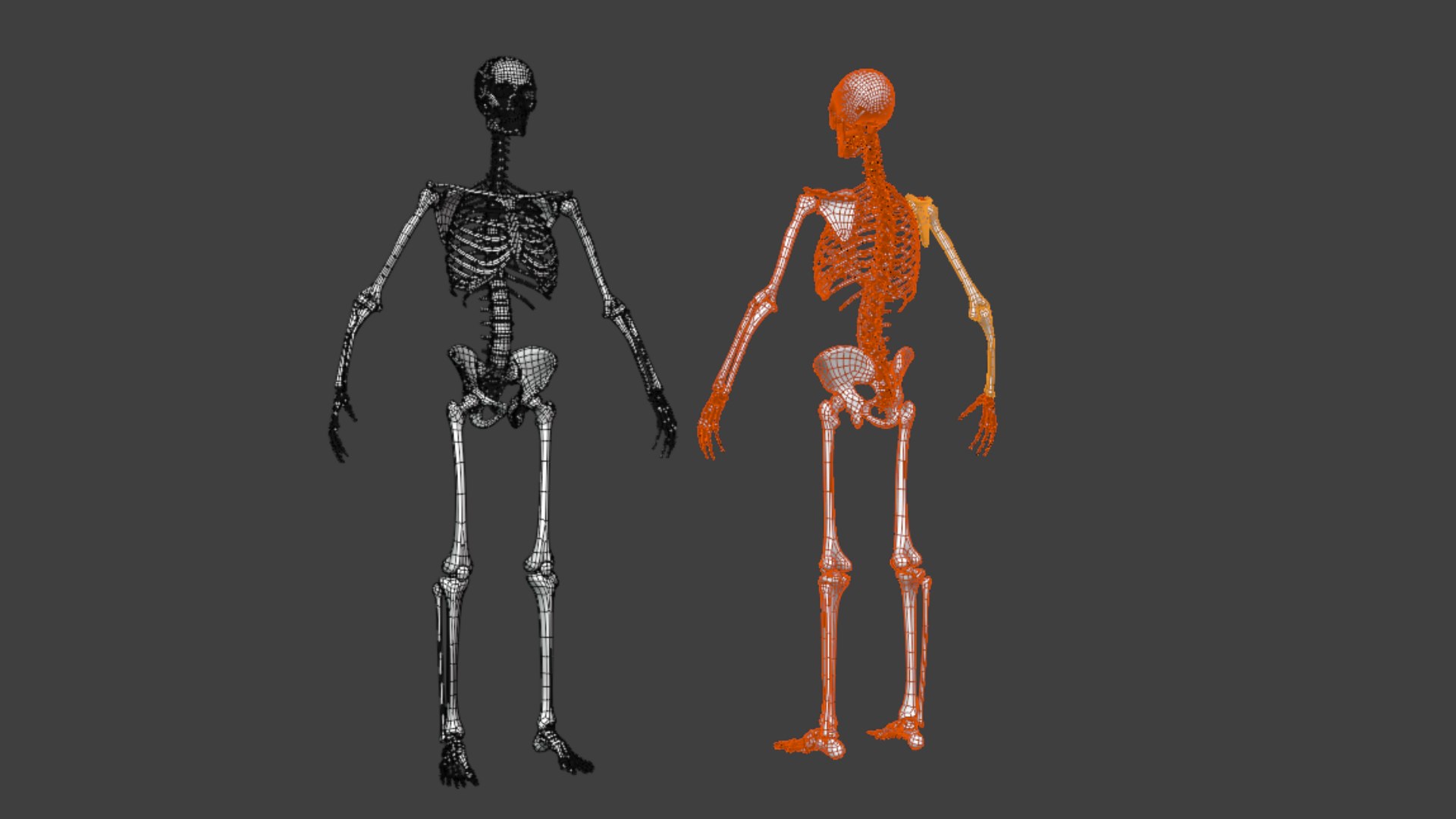 Realistic Human Skeleton 2 Multiple Variations Model - TurboSquid 2570928