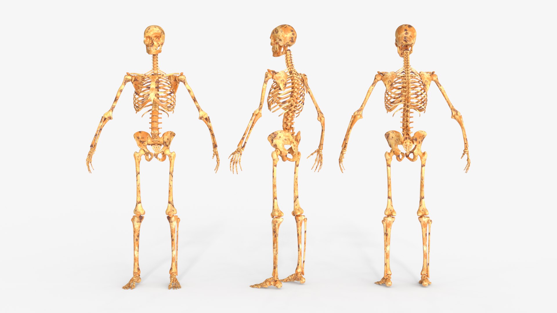 Realistic Human Skeleton 2 Multiple Variations Model - TurboSquid 2570928