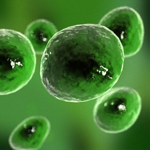 3d model green plant cell