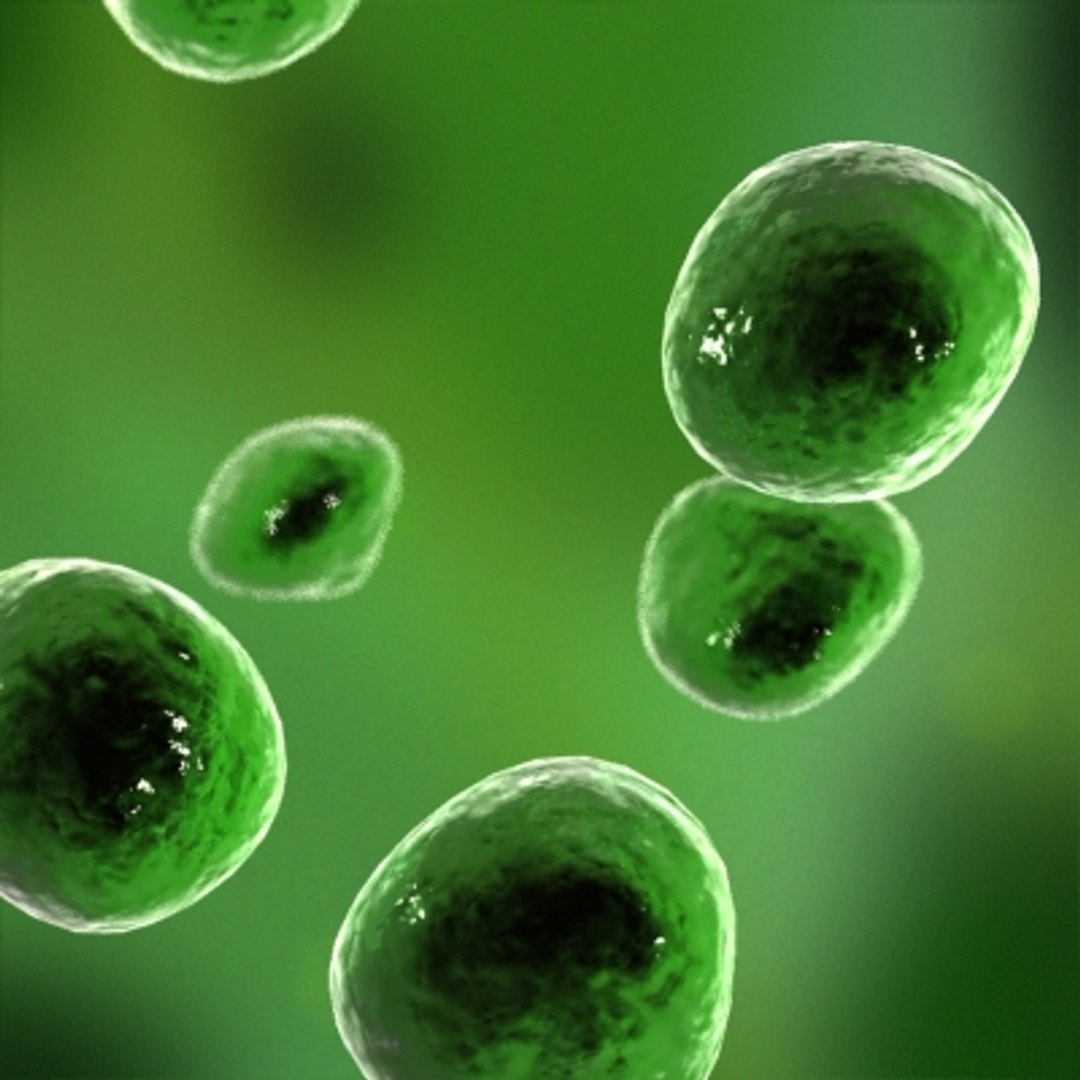 3d model green plant cell https://p.turbosquid.com/ts-thumb/yZ/PwZBdv/QlD6V7Tg/green04/jpg/1264596286/1920x1080/fit_q87/a7792d65c0089d287f1cde9c83918f8a60b10769/green04.jpg