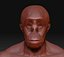 monky head high quality  by MAA alabdrabbuh