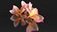 Plumeria Obtusa frangipani flowers spa decor