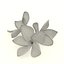 Plumeria Obtusa frangipani flowers spa decor