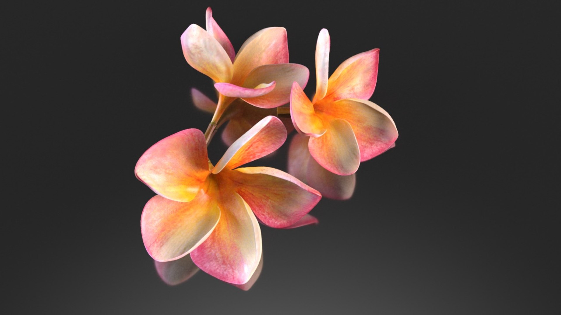 3D plumeria flowering tree model https://p.turbosquid.com/ts-thumb/yZ/efknYS/Txe5oMfq/3/jpg/1608867054/1920x1080/fit_q87/313b3164a2dcc9c8e4cd7d675d7c8ff9d0c6d52d/3.jpg