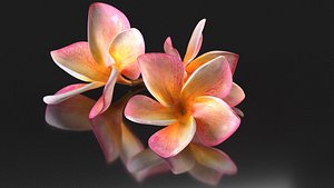3D plumeria flowering tree model