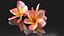 Plumeria Obtusa frangipani flowers spa decor