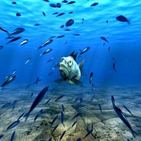 Underwater_Fishes_Animation
