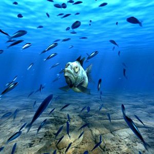 underwater animation fish 3d max