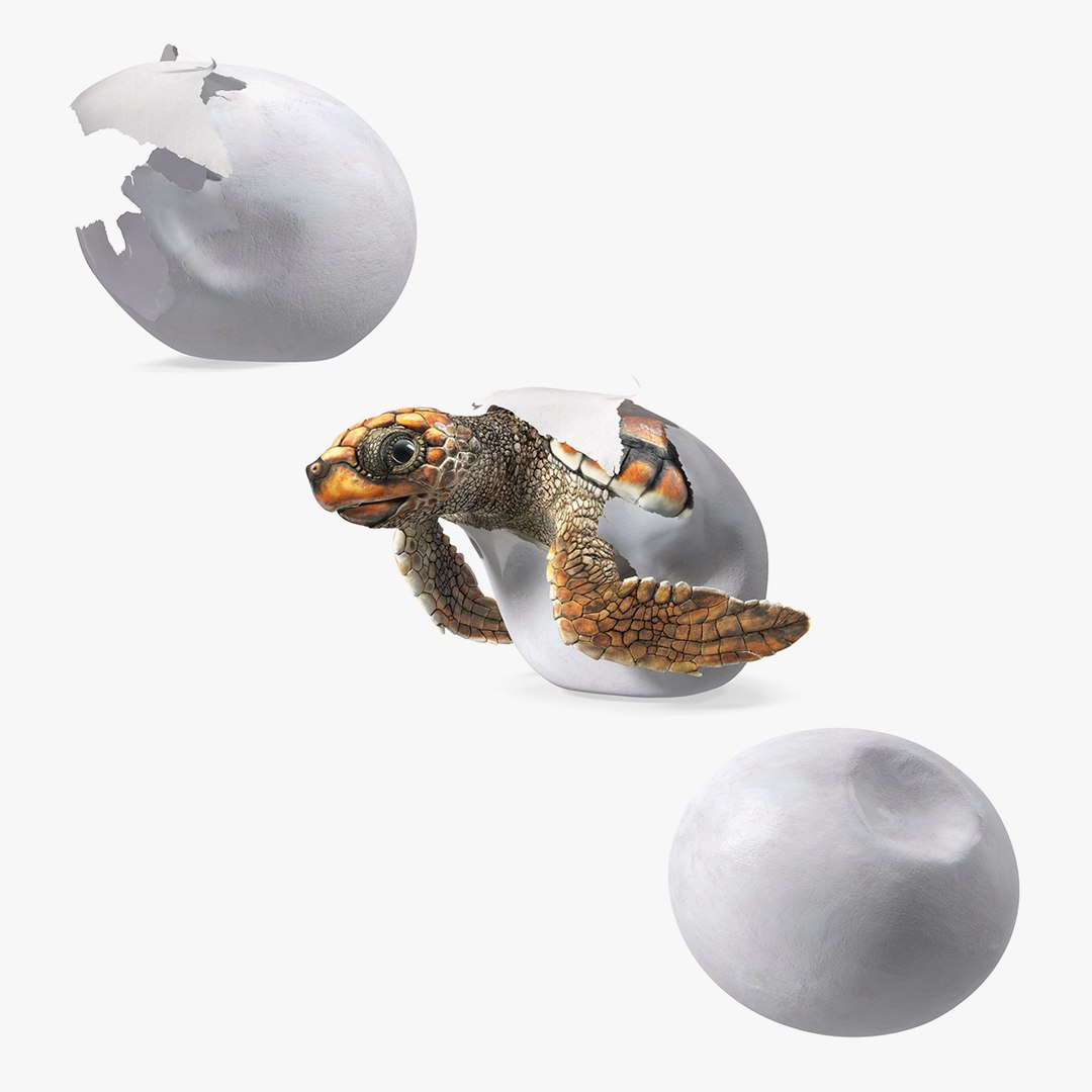 Sea Turtle Reproductive Cycle Collection 3D model preview