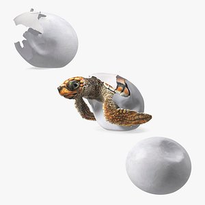 Sea Turtle Reproductive Cycle Collection