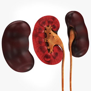 3D model Kidney with anatomic cut
