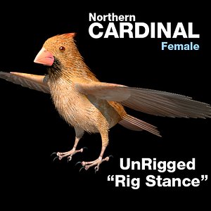 3d cardinal female rig stance model