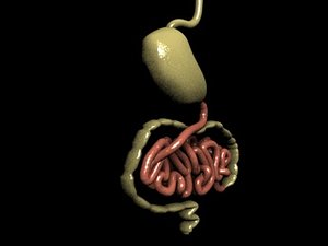 3d digestive esophagus stomach model