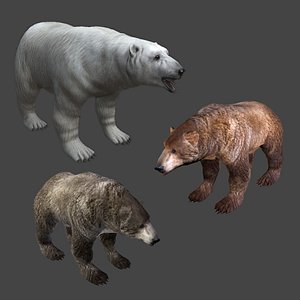 3D 3 bear polar brown