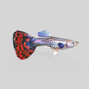 3D Guppy Fish Male V2 model