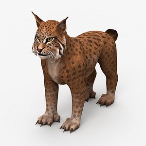 Lynx brown 2