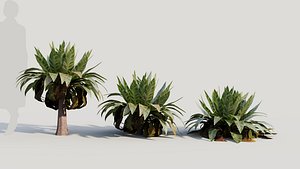 3D Asplenium nidus b model