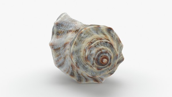 조가비 2 3D 모델 - TurboSquid 2140114