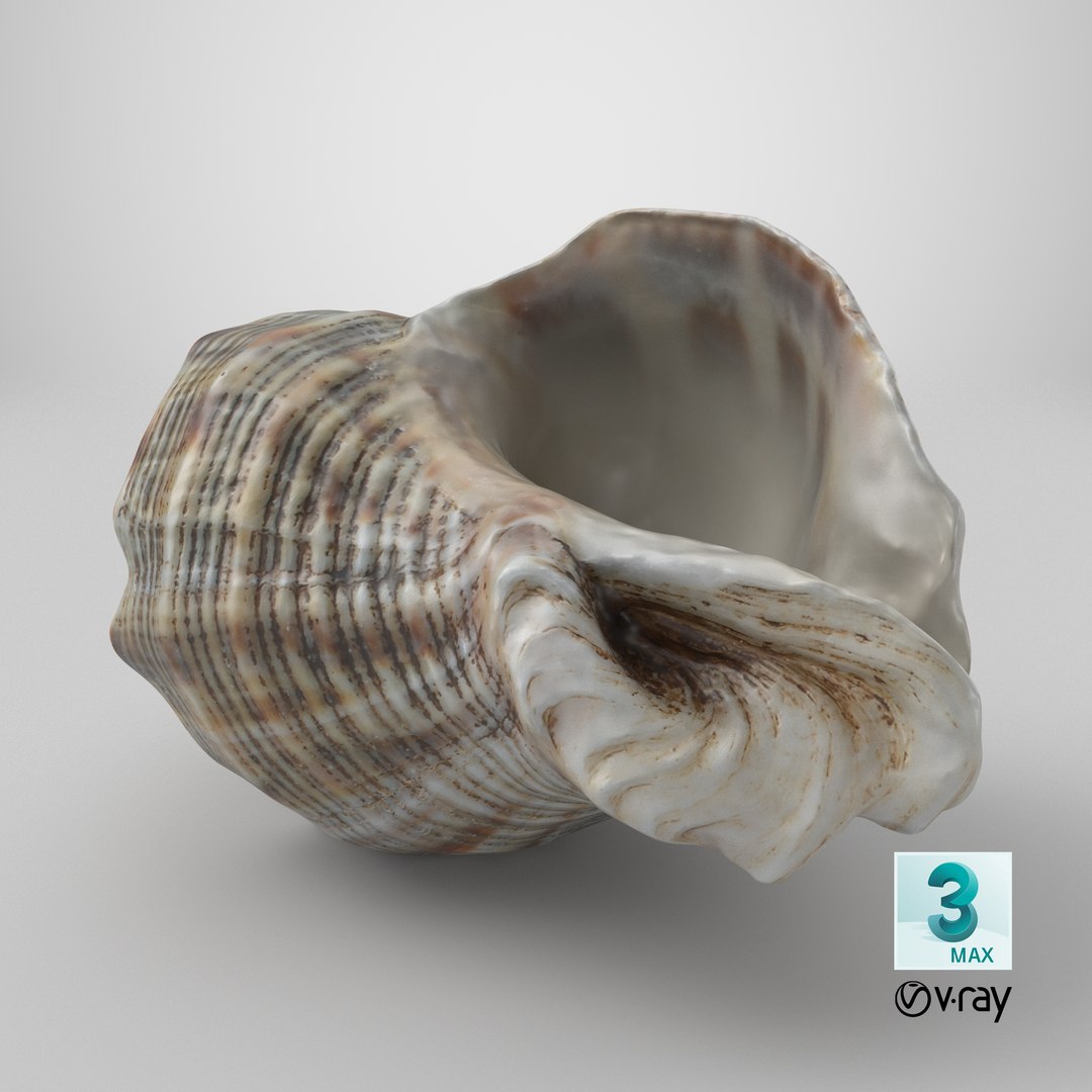 3D Cockleshell 2 model https://p.turbosquid.com/ts-thumb/ya/YHBpOZ/fG/stemcell_max_vray_render/png/1698827508/1920x1080/fit_q87/62da3fa34848cba685e2d2ce423da35f925f613d/stemcell_max_vray_render.jpg