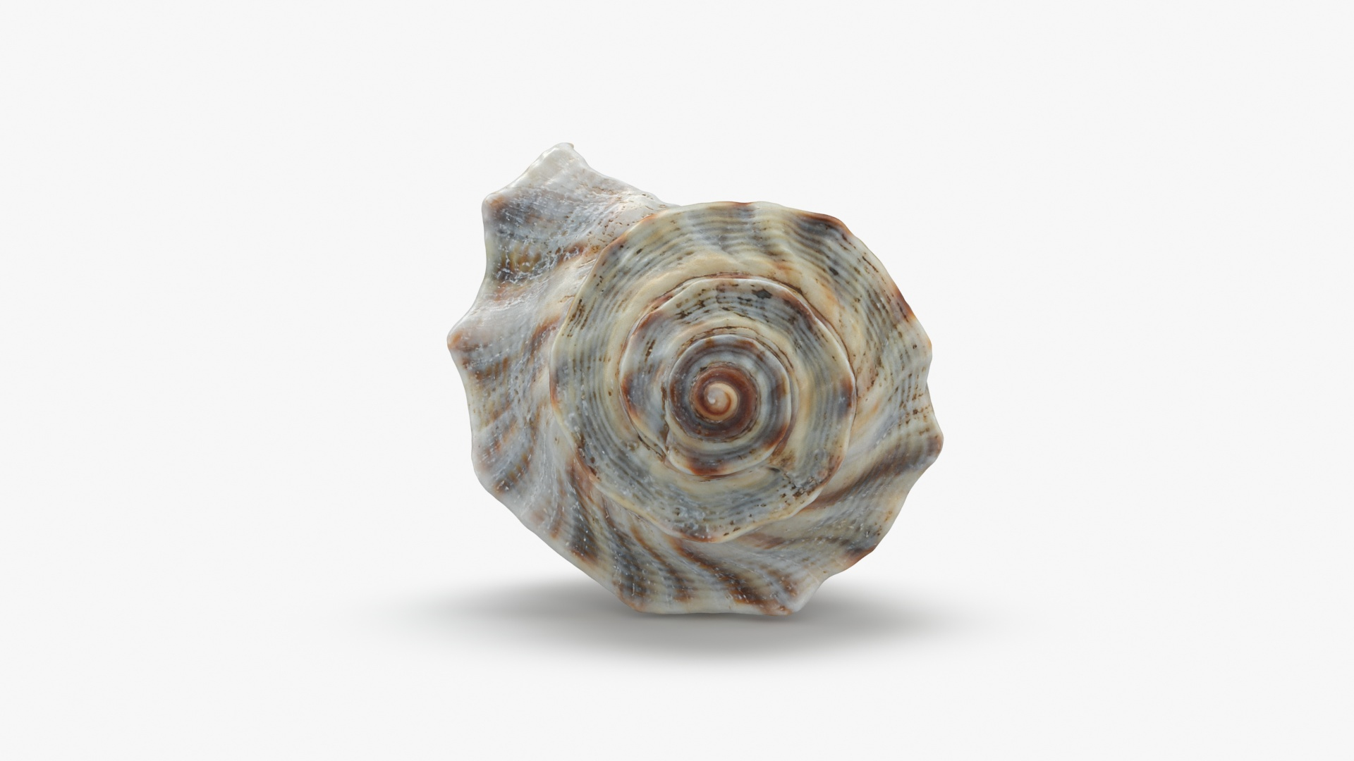 3D Cockleshell 2 model https://p.turbosquid.com/ts-thumb/ya/YHBpOZ/tL/cockleshellgray/jpg/1697566184/1920x1080/turn_fit_q99/207cafa9ba485cb5a142da44527ad22591f8579e/cockleshellgray-1.jpg