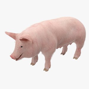 pig sow landrace fur 3D model