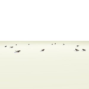 3D group sparrows landing flying model