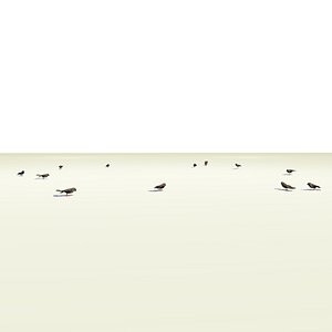 A Group of Animated Sparrows Flying, Landing and Flying Away.