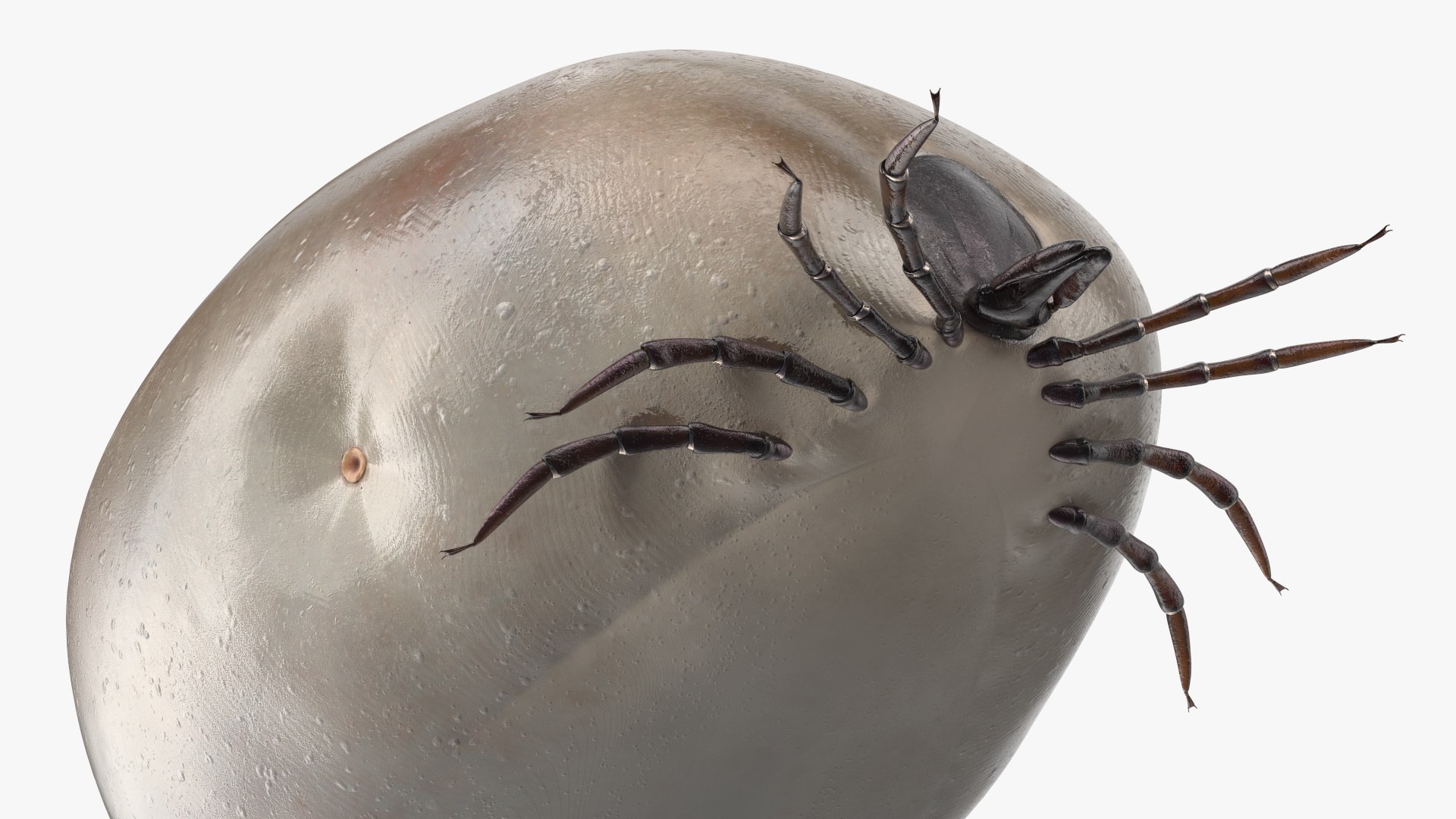 3D Distended Tick Rigged - TurboSquid 2335695
