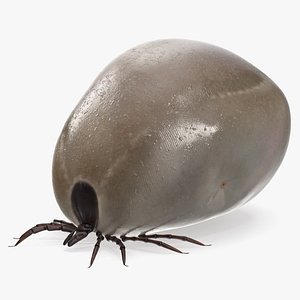 Distended Tick Rigged