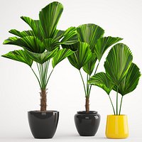 Licuala palm