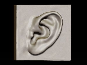 3d ear study model