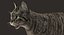 cat rigged fur 2 3D model