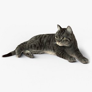 cat rigged fur 2 3D model