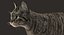 cat rigged fur 2 3D model