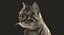 cat rigged fur 2 3D model