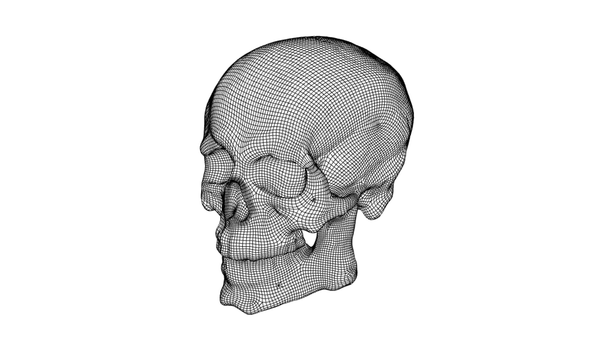 Robust Skull Cranium 3D Model - TurboSquid 1589230