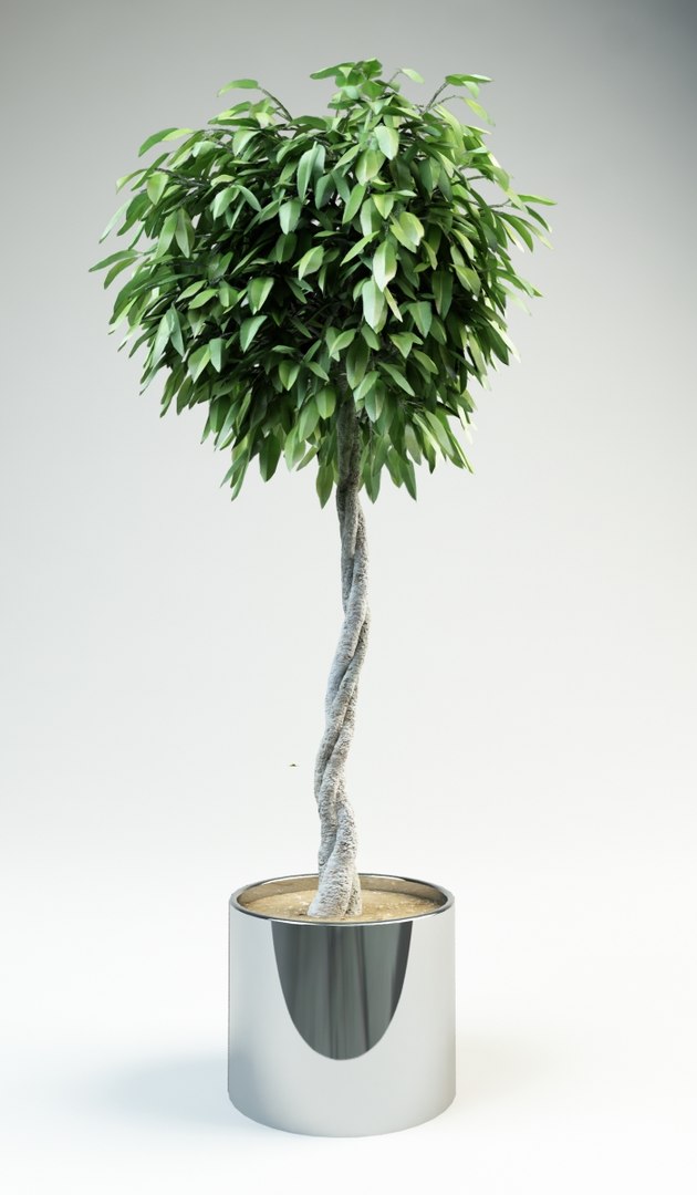 3d fig ficus tree